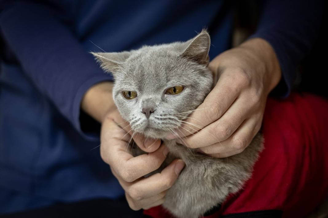 Obez kedi Şiraz'ın derdi bitmiyor: Şimdi de kimsesiz kaldı 15